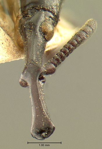 Media type: image;   Entomology 19651 Aspect: head frontal view